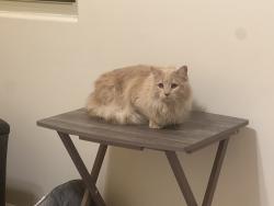 Found/Stray Male Cat last seen Lon Adams and Tangerine, Marana, AZ 85653