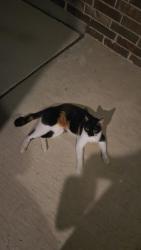 Found/Stray Unknown Cat last seen Hickory grove trail and poinsett way, Fort Worth, TX 76108
