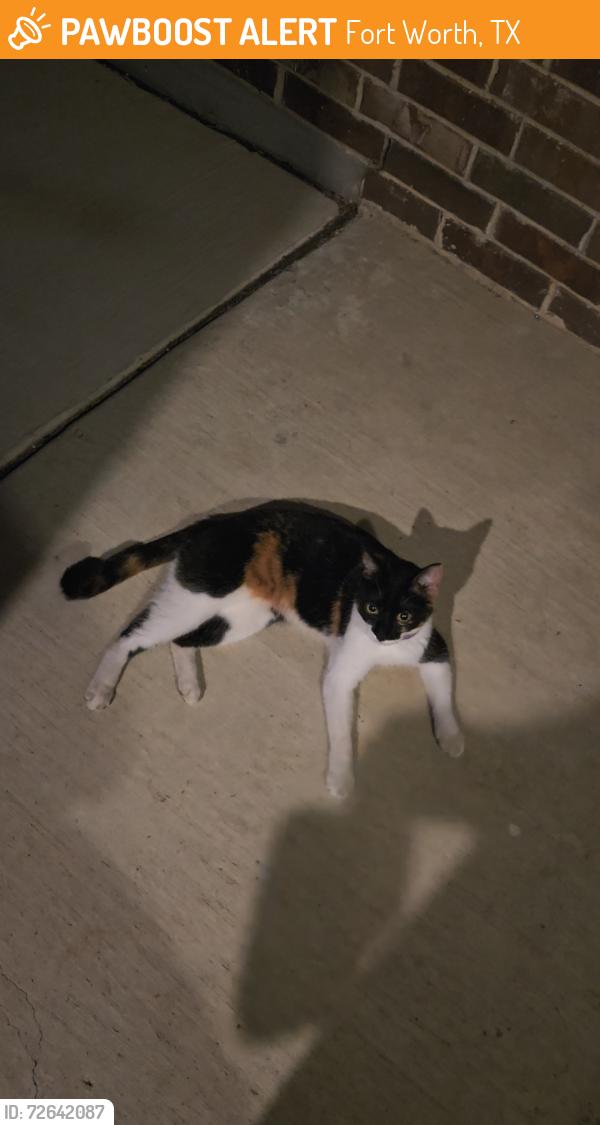 Found/Stray Unknown Cat last seen Hickory grove trail and poinsett way, Fort Worth, TX 76108