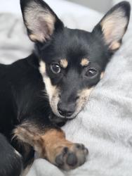 Lost Female Dog last seen 25th , Houston, TX 77008