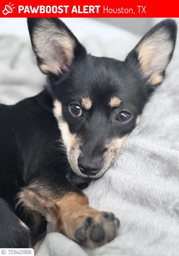 Lost Female Dog last seen 25th , Houston, TX 77008