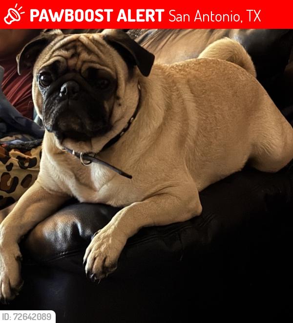 Lost Male Dog last seen Binz Engleman RD, San Antonio, TX 78219