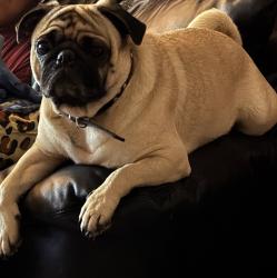 Lost Male Dog last seen Binz Engleman RD, San Antonio, TX 78219