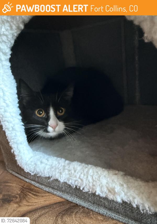 Found/Stray Unknown Cat last seen At Rendezvous apmts, Fort Collins, across from the Timberline Church, Fort Collins, CO 80525
