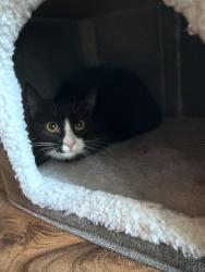 Found/Stray Unknown Cat last seen At Rendezvous apmts, Fort Collins, across from the Timberline Church, Fort Collins, CO 80525