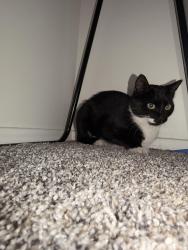 Found/Stray Unknown Cat last seen Quick Trip by Toll 130, Hutto, TX 78634