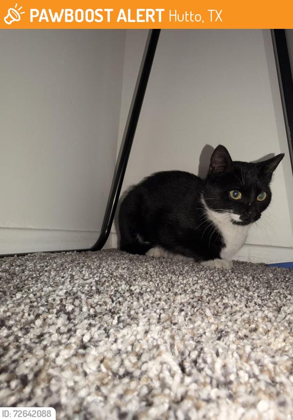 Found/Stray Unknown Cat last seen Quick Trip by Toll 130, Hutto, TX 78634