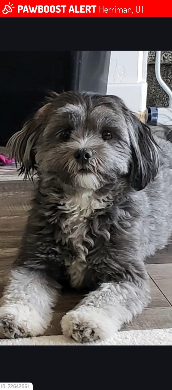 Lost Female Dog last seen Near W 13200 So, Herriman, UT 84096