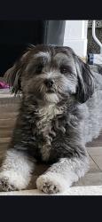 Lost Female Dog last seen Near W 13200 So, Herriman, UT 84096