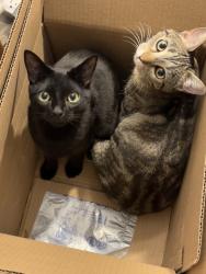 Lost Female Cat last seen Barstow/Holly, Albuquerque, NM 87122