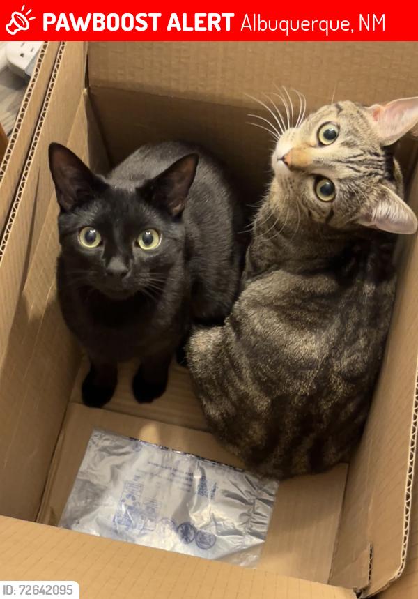 Lost Female Cat last seen Barstow/Holly, Albuquerque, NM 87122