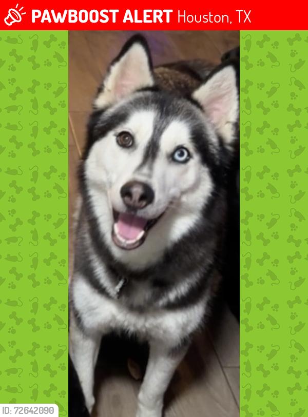 Lost Female Dog last seen Mittlestedt and Stuebner airline , Houston, TX 77069