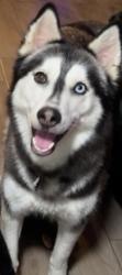 Lost Female Dog last seen Mittlestedt and Stuebner airline , Houston, TX 77069