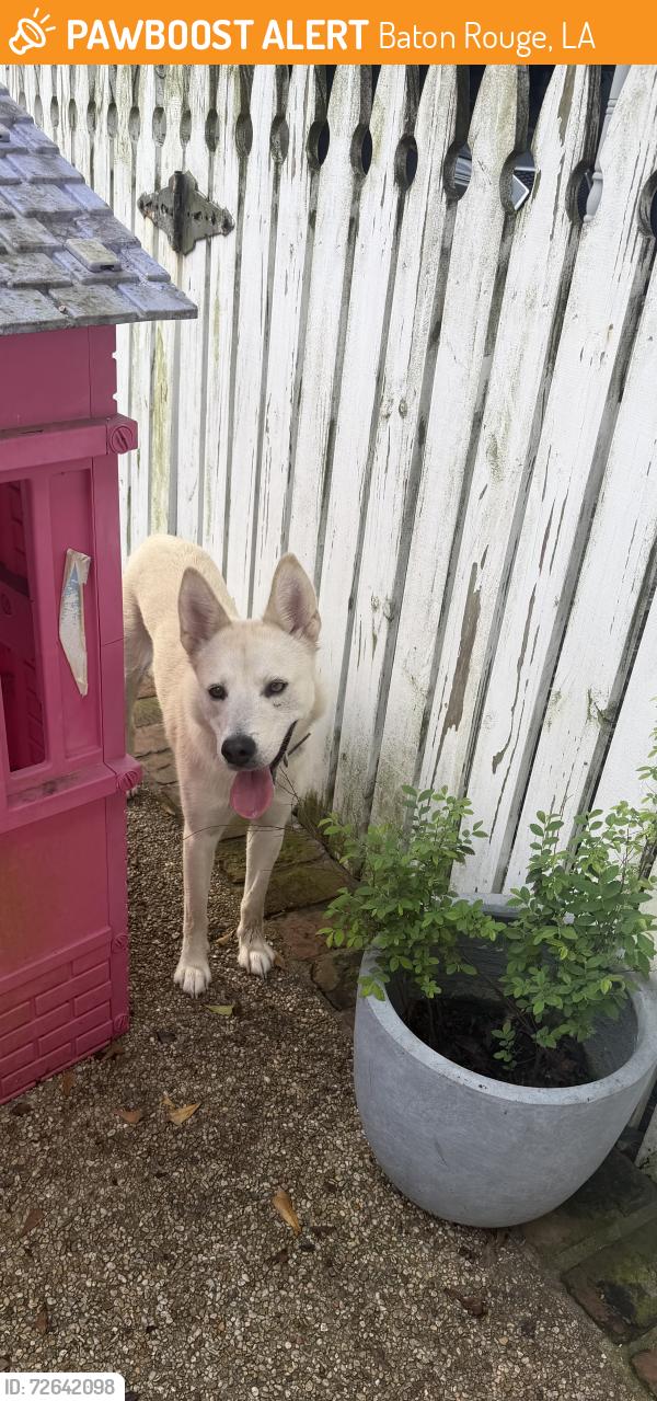 Found/Stray Female Dog last seen Morning glory, Baton Rouge, LA 70808