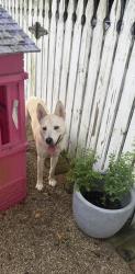 Found/Stray Female Dog last seen Morning glory, Baton Rouge, LA 70808
