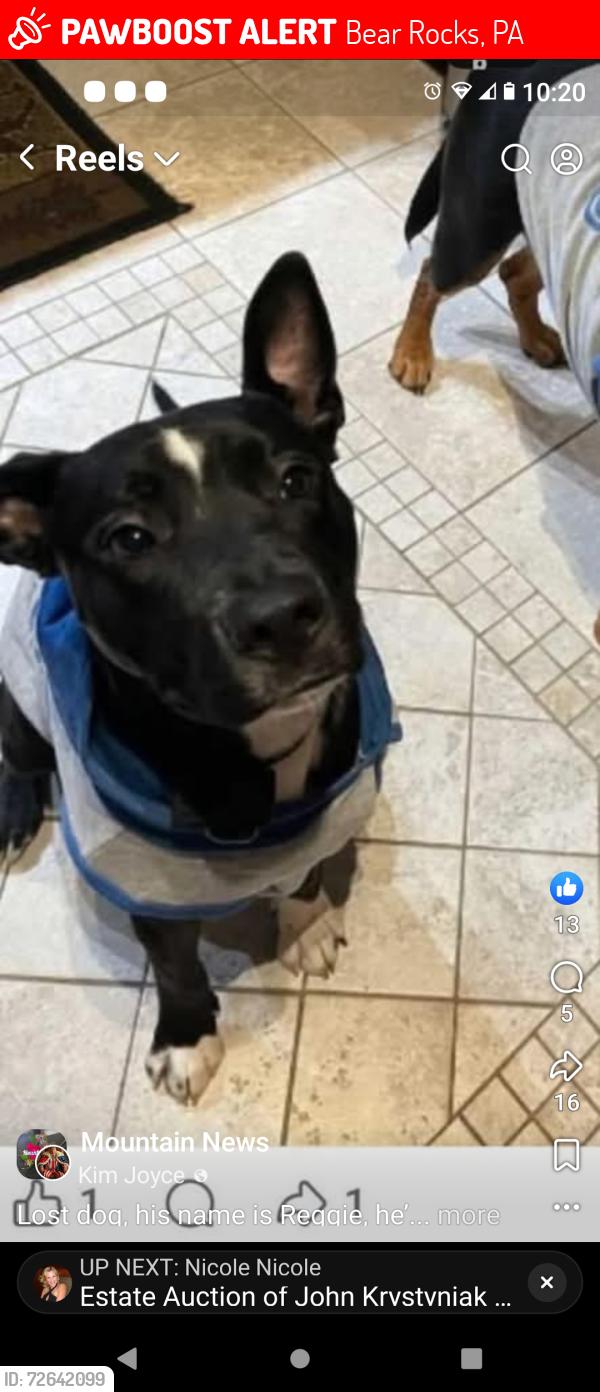 Lost Male Dog last seen Snowshoe rd, Bear Rocks, PA 15666