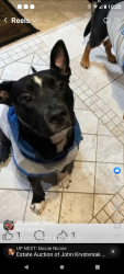 Lost Male Dog last seen Snowshoe rd, Bear Rocks, PA 15666