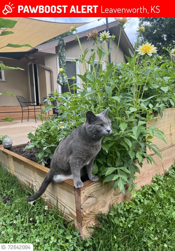 Lost Female Cat last seen Thornton or Marion , Leavenworth, KS 66048