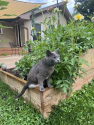 Lost Female Cat last seen Thornton or Marion , Leavenworth, KS 66048