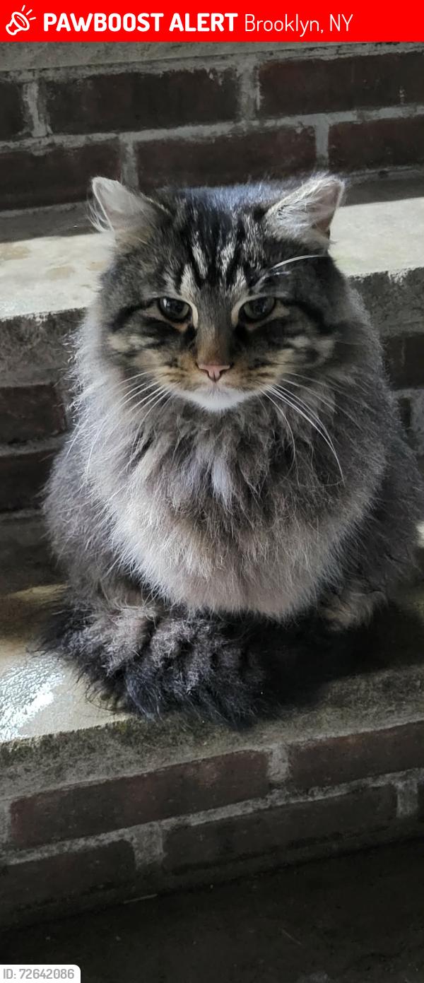 Lost Male Cat last seen Kimball Road 11234, Brooklyn, NY 11229