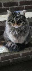 Lost Male Cat last seen Kimball Road 11234, Brooklyn, NY 11229