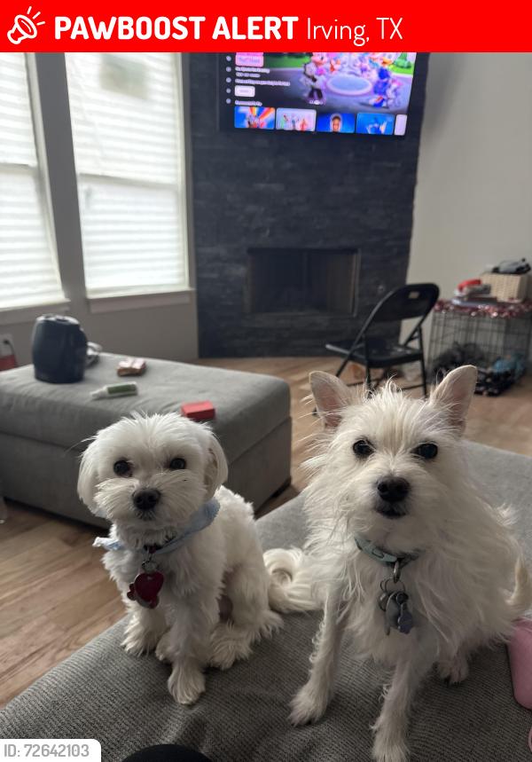 Lost Unknown Dog last seen henry , Irving, TX 75061