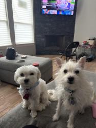 Lost Unknown Dog last seen henry , Irving, TX 75061