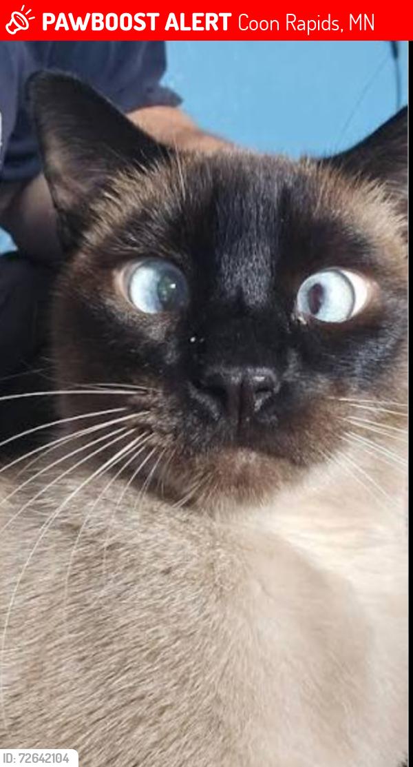 Lost Male Cat last seen Redwood st, Coon Rapids, MN 55433