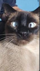 Lost Male Cat last seen Redwood st, Coon Rapids, MN 55433