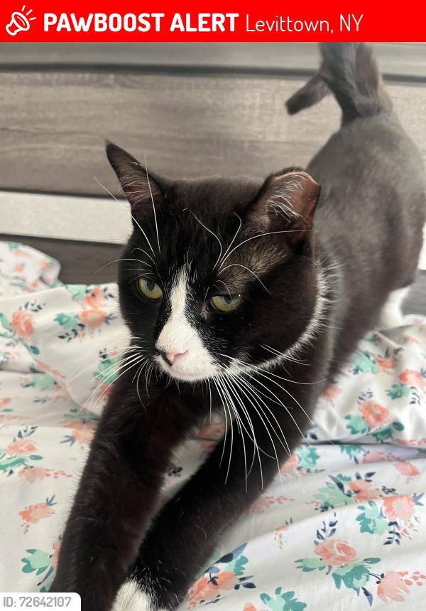 Lost Male Cat last seen Hyacinth rd and new bridge rd, Levittown, NY 11756