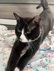 Lost Male Cat last seen Hyacinth rd and new bridge rd, Levittown, NY 11756