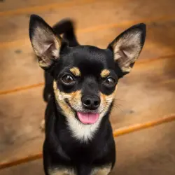 Found/Stray Unknown Dog last seen Near and 272nd , Princeton, FL 33032