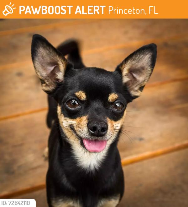 Found/Stray Unknown Dog last seen Near and 272nd , Princeton, FL 33032
