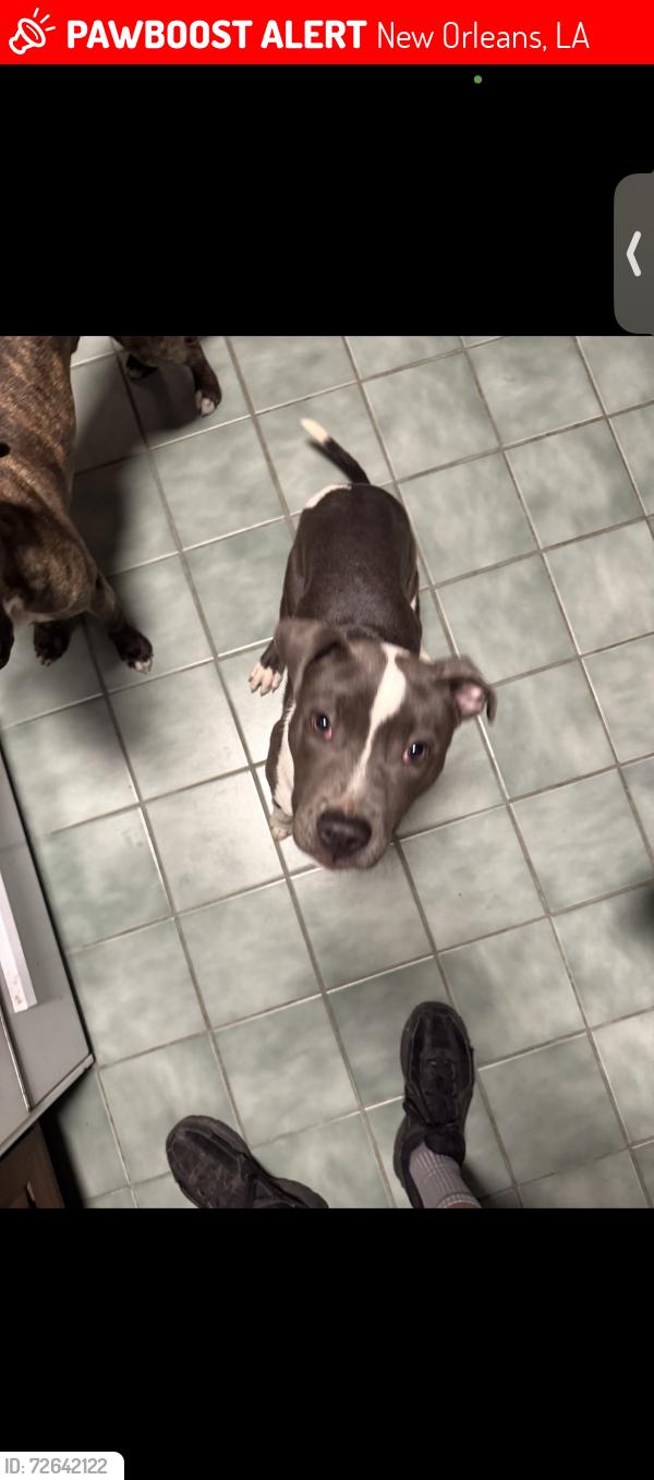 Lost Male Dog last seen Woodland Church, New Orleans, LA 70131