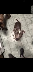 Lost Male Dog last seen Woodland Church, New Orleans, LA 70131