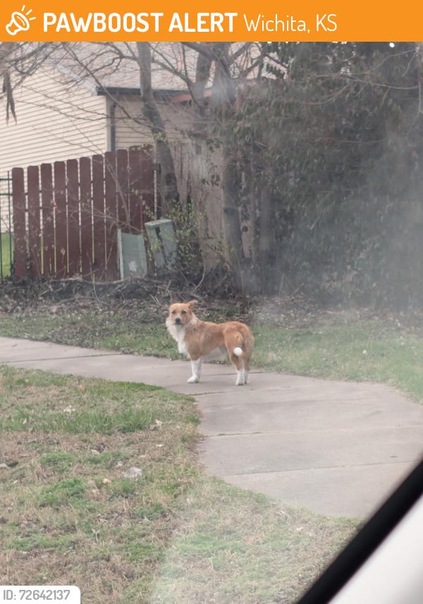 Found/Stray Unknown Dog last seen 32nd and Brookfield, Wichita, KS 67226
