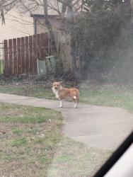 Found/Stray Unknown Dog last seen 32nd and Brookfield, Wichita, KS 67226