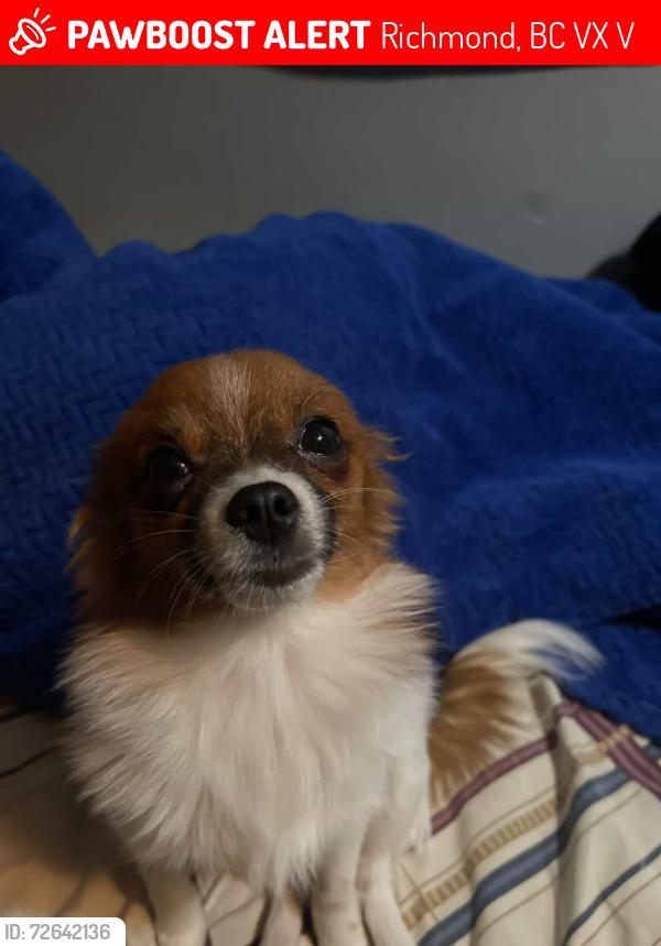 Lost Female Dog last seen Near 88 Supermarket , Richmond, BC V6X 2V6