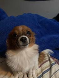Lost Female Dog last seen Near 88 Supermarket , Richmond, BC V6X 2V6