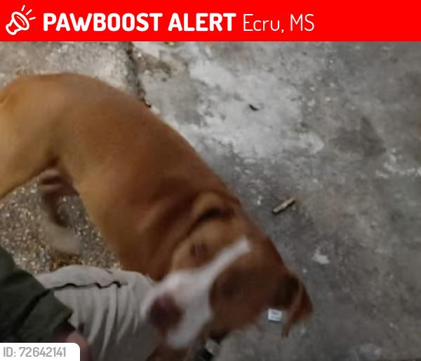 Lost Male Dog last seen Stepp drive , Ecru, MS 38841