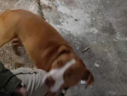 Lost Male Dog last seen Stepp drive , Ecru, MS 38841