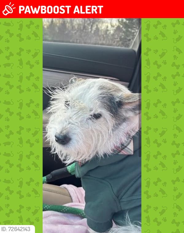 Lost Male Dog last seen Square lake & opdyke , Bloomfield Township, MI 48304