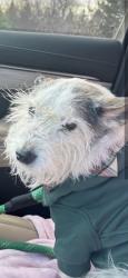 Lost Male Dog last seen Square lake & opdyke , Bloomfield Township, MI 48304