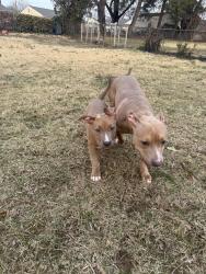 Lost Male Dog last seen batman berkshire park, Prince George's County, MD 20747