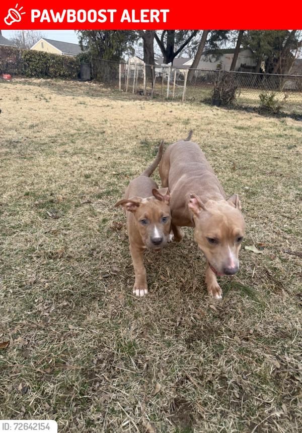 Lost Male Dog last seen batman berkshire park, Prince George's County, MD 20747