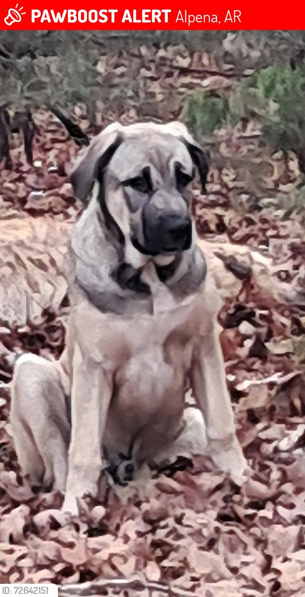 Lost Male Dog last seen Hwy 412 and 920/, Alpena, AR 72611