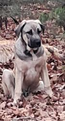 Lost Male Dog last seen Hwy 412 and 920/, Alpena, AR 72611