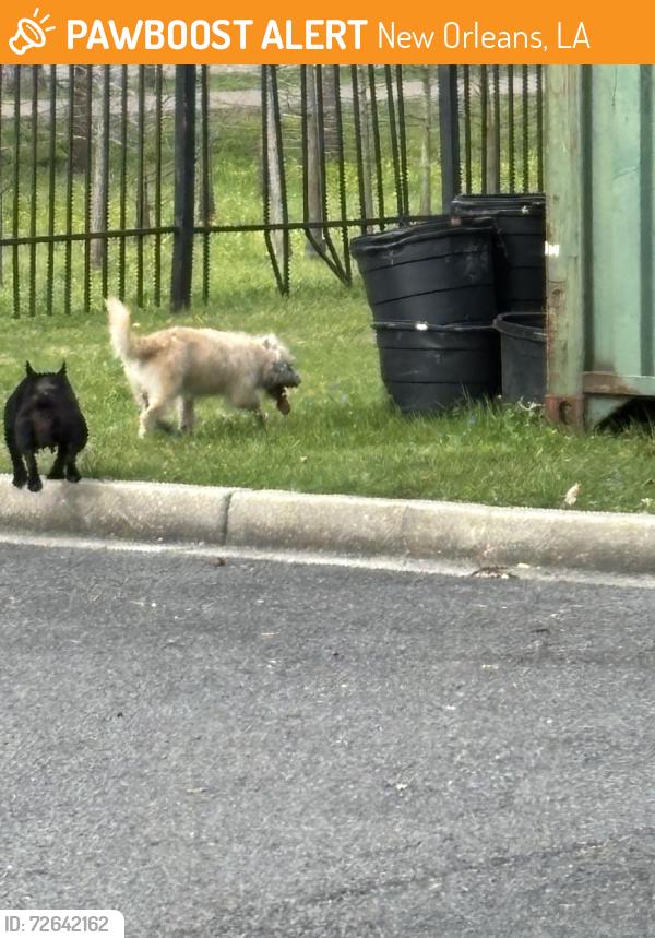 Found/Stray Female Dog last seen Sojourner Truth Neighbourhood center, New Orleans, LA 70119