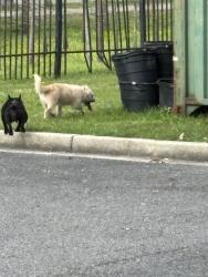 Found/Stray Female Dog last seen Sojourner Truth Neighbourhood center, New Orleans, LA 70119