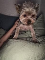 Lost Male Dog last seen 4th Dr and DST next to La Cruda, San Luis, AZ 85349